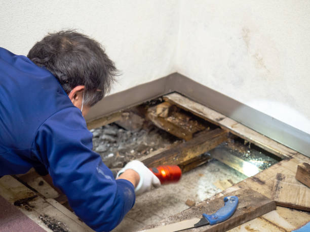Best Water Damage Restoration  in Albany, IN