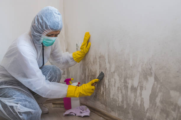 Best Attic Mold Removal  in Albany, IN