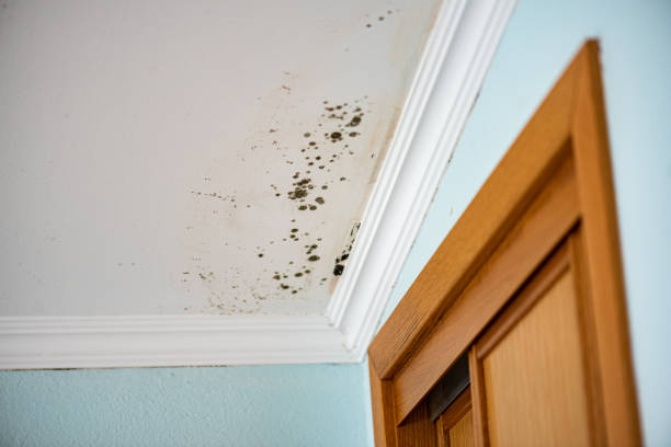 Best Certified Mold Removal  in Albany, IN