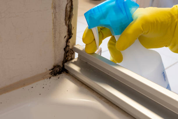 Professional Mold Removal in Albany, IN