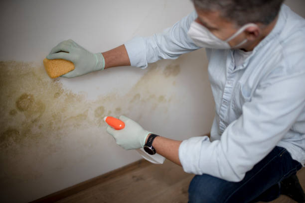 Best Mold Remediation  in Albany, IN