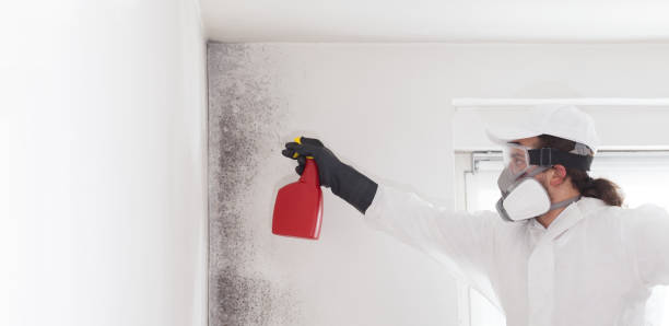Best Toxic Mold Removal  in Albany, IN