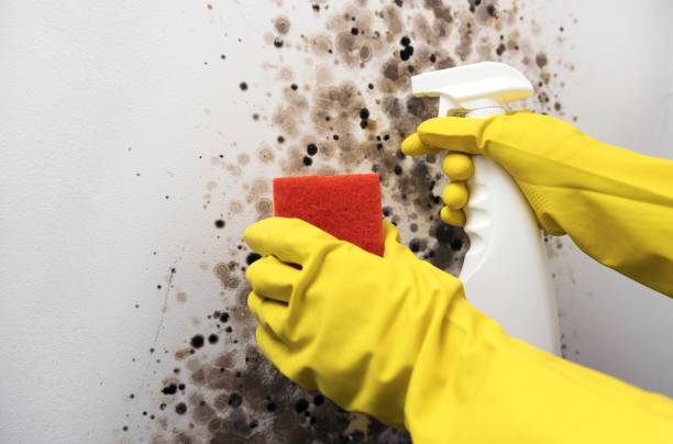 Best Crawl Space Mold Removal  in Albany, IN