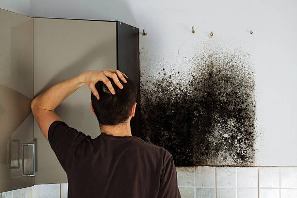 Best Mold Removal Company Near Me  in Albany, IN
